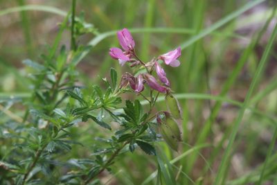 Ononis fruticosa, photographed by Roland Godon