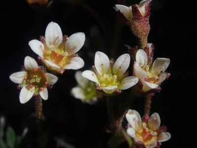 Saxifraga cespitosa, photographed by Nolan Exe