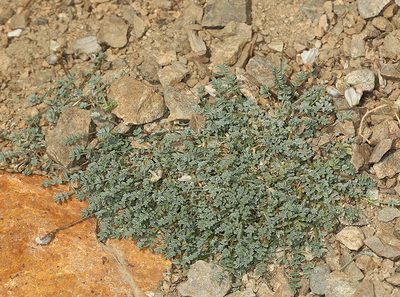 Astragalus ravenii, photographed by Steve Matson