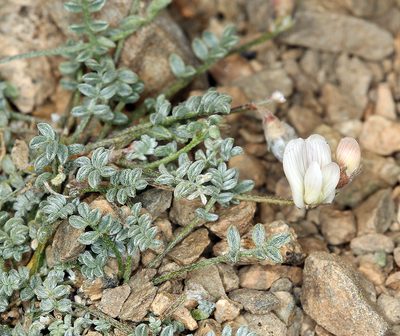 Astragalus ravenii, photographed by Steve Matson
