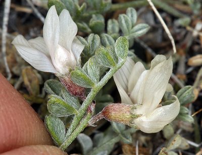 Astragalus ravenii, photographed by Steve Matson