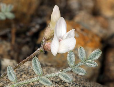 Astragalus ravenii, photographed by Steve Matson