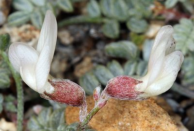 Astragalus ravenii, photographed by Steve Matson