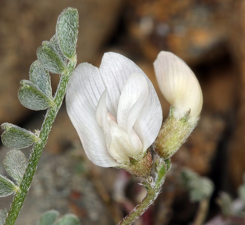 Astragalus ravenii, photographed by Steve Matson