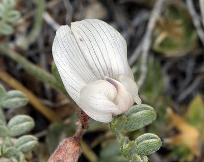 Astragalus ravenii, photographed by Steve Matson