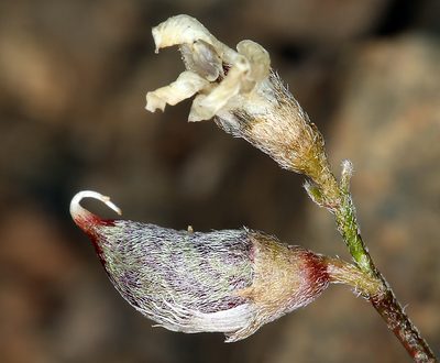 Astragalus ravenii, photographed by Steve Matson