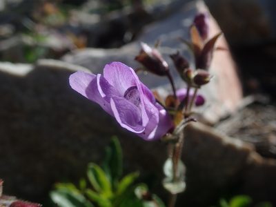 Penstemon ellipticus, photographed by Nolan Exe