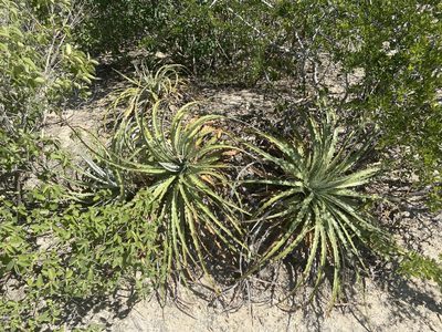 Hechtia glomerata, photographed by Reid Hardin