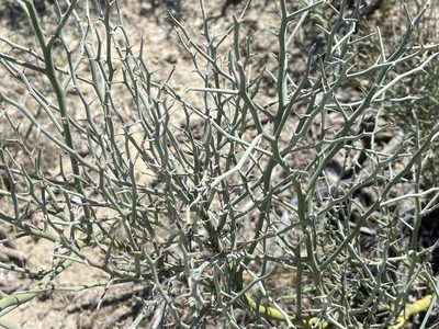 Parkinsonia texana, photographed by Reid Hardin