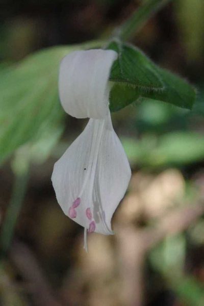Dicliptera extenta, photographed by Andrew Deacon