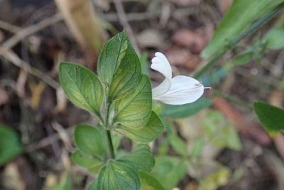 Dicliptera extenta, photographed by Andrew Deacon