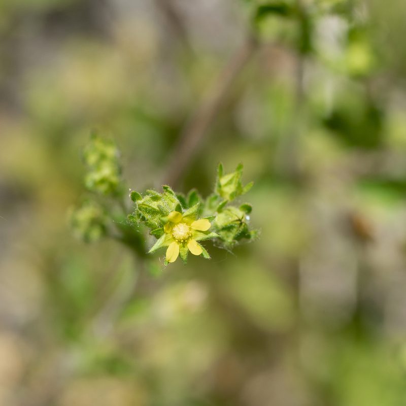 Potentilla biennis, photographed by Dominic Gentilcore