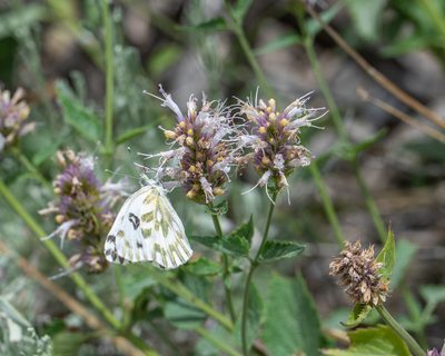 Agastache urticifolia, photographed by Dominic Gentilcore