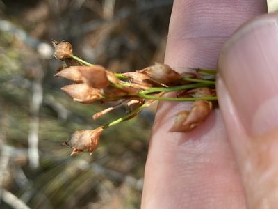 Rhynchospora megalocarpa, photographed by Alan Weakley