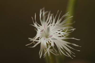 Dianthus arenarius, photographed by Вячеслав Юсупов