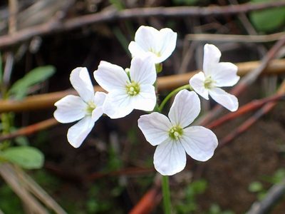 Cardamine polemonioides, photographed by naokitakebayashi