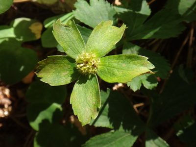 Sanicula epipactis, photographed by Christian Berg