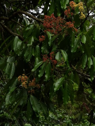 Licaria triandra, photographed by Eduardo Chacón Madrigal