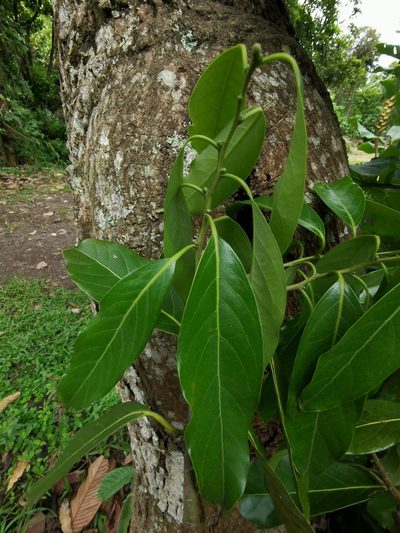 Licaria triandra, photographed by Eduardo Chacón Madrigal