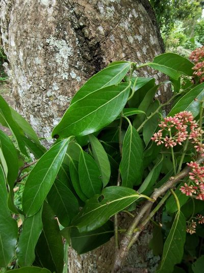 Licaria triandra, photographed by Eduardo Chacón Madrigal