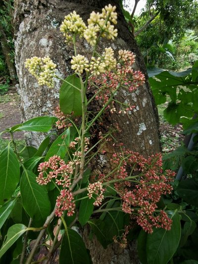 Licaria triandra, photographed by Eduardo Chacón Madrigal