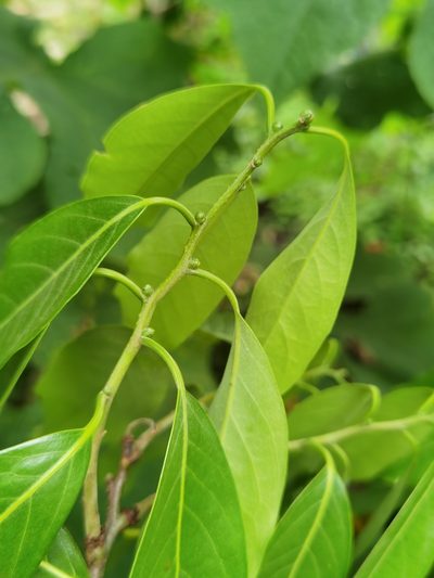 Licaria triandra, photographed by Eduardo Chacón Madrigal