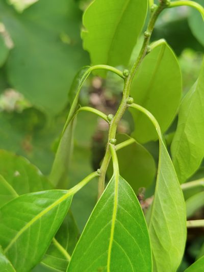 Licaria triandra, photographed by Eduardo Chacón Madrigal