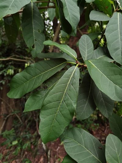 Ficus costaricana, photographed by Eduardo Chacón Madrigal