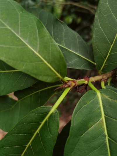 Ficus costaricana, photographed by Eduardo Chacón Madrigal
