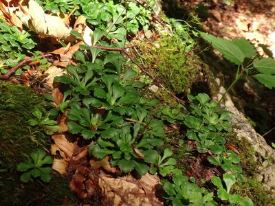Saxifraga cuneifolia, photographed by Christian Berg