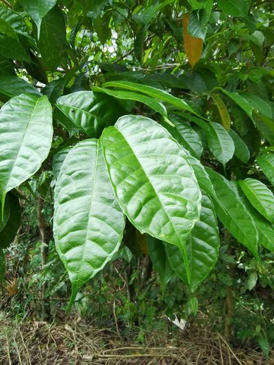 Sorocea trophoides, photographed by Eduardo Chacón Madrigal
