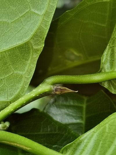 Sorocea trophoides, photographed by Eduardo Chacón Madrigal