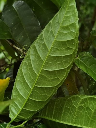 Sorocea trophoides, photographed by Eduardo Chacón Madrigal