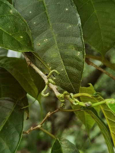 Sorocea trophoides, photographed by Eduardo Chacón Madrigal