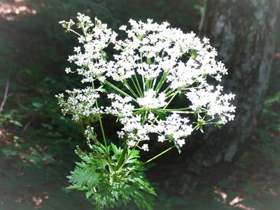 Pleurospermum austriacum, photographed by Christian Berg