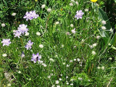 Lomelosia graminifolia, photographed by Christian Berg