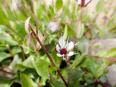 Wilhelmsia physodes, photographed by naokitakebayashi
