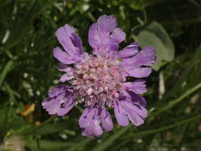 Lomelosia graminifolia, photographed by Christian Berg