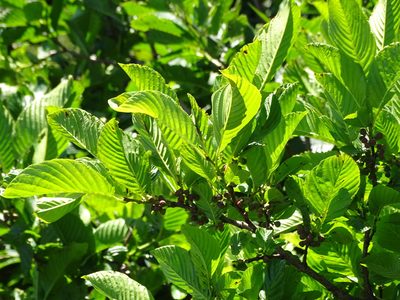 Rhamnus fallax, photographed by Christian Berg