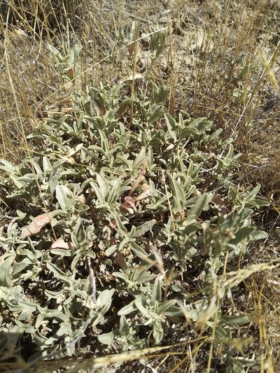 Atriplex gardneri, photographed by Laura Holloway