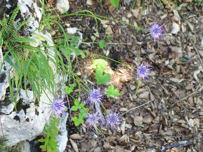 Phyteuma scheuchzeri, photographed by Christian Berg