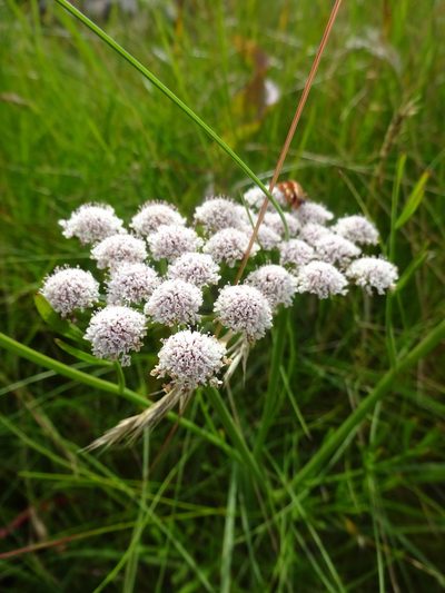 Oenanthe lachenalii, photographed by jvilla