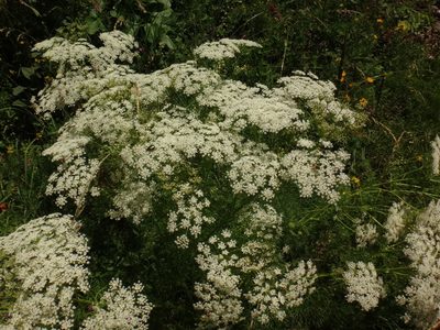 Ligusticum lucidum, photographed by Christian Berg