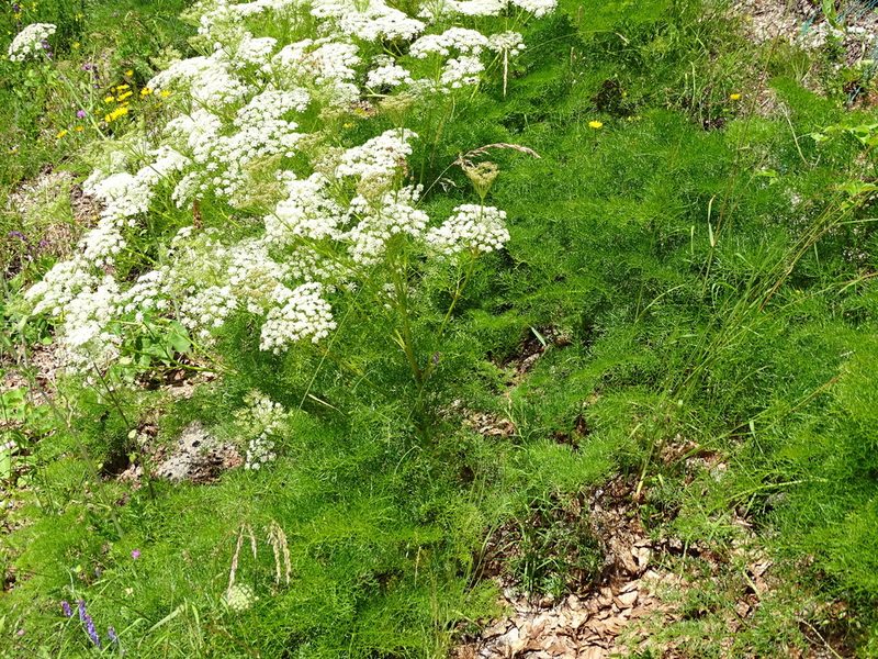 Ligusticum lucidum, photographed by Christian Berg