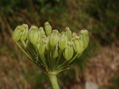 Ligusticum lucidum, photographed by Christian Berg