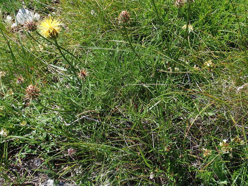 Centaurea rupestris, photographed by Christian Berg