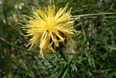Centaurea rupestris, photographed by Christian Berg