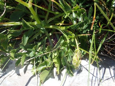 Hladnikia pastinacifolia, photographed by Christian Berg