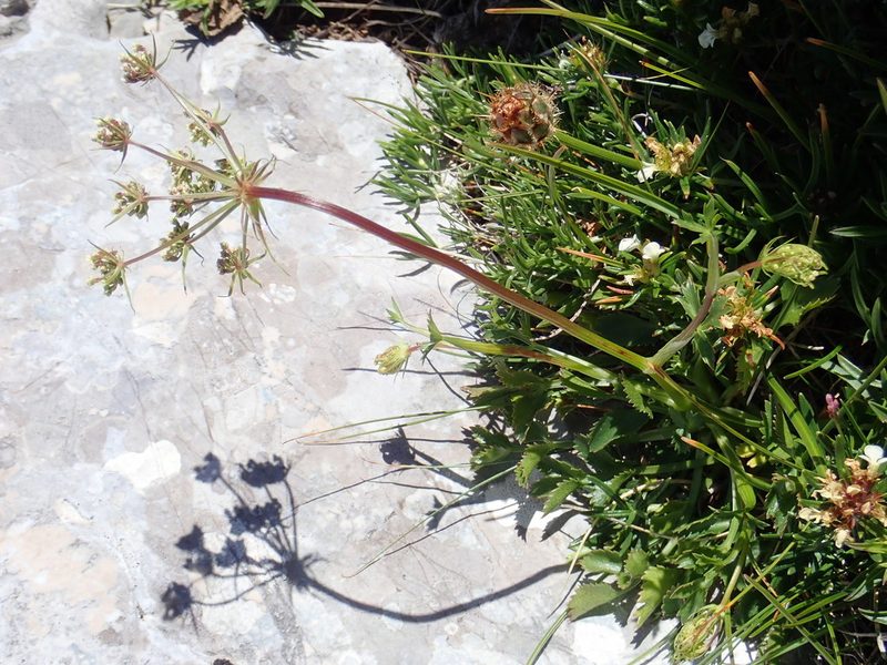Hladnikia pastinacifolia, photographed by Christian Berg