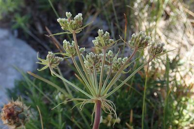 Hladnikia pastinacifolia, photographed by Christian Berg